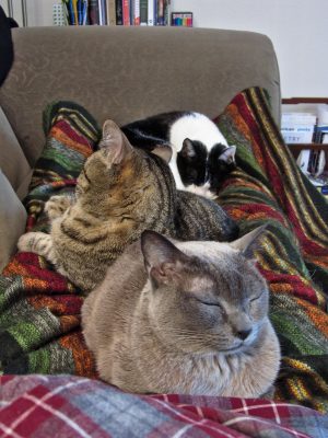 Nap time (Suki, Frank, and Spike) 2015-01-04